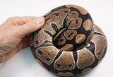 Load image into Gallery viewer, 2019  Female Breeder Unknown Het.  Ball Python - SALE! &quot;Hiding Hellen&quot;