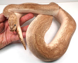 Load image into Gallery viewer, 2022 Male Lesser Clown Combo + Ball Python IN SHED