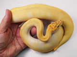 Load image into Gallery viewer, 2021 Female Super Enchi Malum Pastel Lesser Yellowbelly ++ Ball Python - SALE! STUNNING!