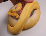 Load image into Gallery viewer, 2021 Female Super Enchi Malum Pastel Lesser Yellowbelly ++ Ball Python - SALE! STUNNING!