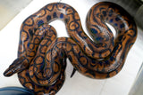 Load image into Gallery viewer, Female Striped Brazilian Rainbow Boa