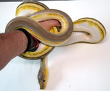 Load image into Gallery viewer, 2022 Super Tiger Jaguar Het Piebald Reticulated Python - SALE!