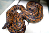 Load image into Gallery viewer, Female Striped Brazilian Rainbow Boa