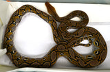 Load image into Gallery viewer, 2022 Male Het. Ocelot Poss Het Caramel Albino Reticulated Python - SALE! GORGEOUS!