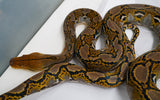 Load image into Gallery viewer, 2022 Male Het. Ocelot Poss Het Caramel Albino Reticulated Python - SALE! GORGEOUS!