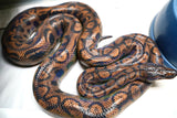 Load image into Gallery viewer, Female Striped Brazilian Rainbow Boa