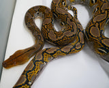 Load image into Gallery viewer, 2022 Male Het. Ocelot Poss Het Caramel Albino Reticulated Python - SALE! GORGEOUS!