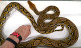 Load image into Gallery viewer, 2022 Male Het. Ocelot Poss Het Caramel Albino Reticulated Python - SALE! GORGEOUS!