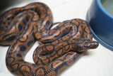 Load image into Gallery viewer, Female Striped Brazilian Rainbow Boa
