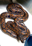 Load image into Gallery viewer, Female Striped Brazilian Rainbow Boa