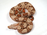 Load image into Gallery viewer, 2024 VPI TPos Jungle Het. Anerythristic Boa Constrictor