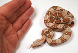 Load image into Gallery viewer, 2024 VPI TPos Jungle Het. Anerythristic Boa Constrictor