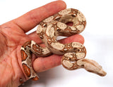 Load image into Gallery viewer, 2024 VPI TPos Jungle Het. Anerythristic Boa Constrictor