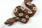 Load image into Gallery viewer, 2024 VPI TPos IMG Jungle Het. Anerythristic RC Pastel Boa Constrictor - SMOKING!!!