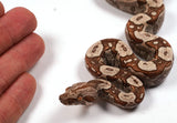 Load image into Gallery viewer, 2024 VPI TPos IMG Jungle Het. Anerythristic RC Pastel Boa Constrictor - SMOKING!!!