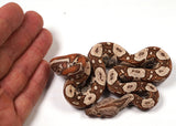 Load image into Gallery viewer, 2024 VPI TPos IMG Jungle Het. Anerythristic RC Pastel Boa Constrictor - SMOKING!!!