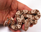 Load image into Gallery viewer, 2024 VPI TPos IMG Jungle Het. Anerythristic RC Pastel Boa Constrictor - SMOKING!!!