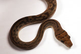 Load image into Gallery viewer, 2023 Female Southern Scrub (Merauke) Python - Very Friendly!!!!