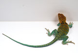 Load image into Gallery viewer, CBB 2022 Breeding Pair 0f AquaFlame Collared Lizards