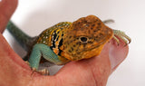 Load image into Gallery viewer, CBB 2022 Breeding Pair 0f AquaFlame Collared Lizards