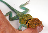 Load image into Gallery viewer, CBB 2022 Breeding Pair 0f AquaFlame Collared Lizards