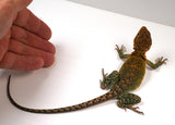 Load image into Gallery viewer, CBB 2022 Breeding Pair 0f AquaFlame Collared Lizards