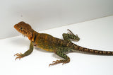 Load image into Gallery viewer, CBB 2022 Breeding Pair 0f AquaFlame Collared Lizards