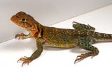 Load image into Gallery viewer, CBB 2022 Breeding Pair 0f AquaFlame Collared Lizards