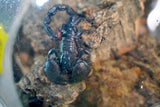 Load image into Gallery viewer, Emperor Scorpion