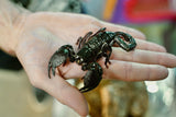 Load image into Gallery viewer, Emperor Scorpion
