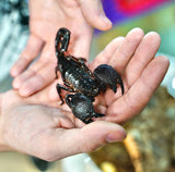 Load image into Gallery viewer, Emperor Scorpion