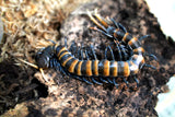 Load image into Gallery viewer, Piece of Lava Centipede (Scolopendra subspinipes) Black