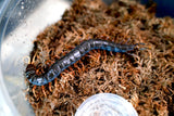 Load image into Gallery viewer, Mt. Merapi Giant Centipede Black