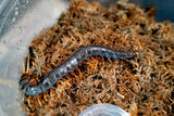 Load image into Gallery viewer, Mt. Merapi Giant Centipede Black