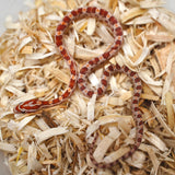 Load image into Gallery viewer, Male Ultramel Het Hypo Cararmel Corn Snake