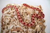 Load image into Gallery viewer, Male Alb H An Corn Snake