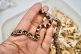 Load image into Gallery viewer, Female Black Rat × Corn H Topaz Corn Snake