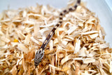 Load image into Gallery viewer, Female Black Rat × Corn H Topaz Corn Snake