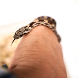 Load image into Gallery viewer, Female Black Rat × Corn H Topaz Corn Snake
