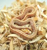 Load image into Gallery viewer, Male Butter Het Motley Corn Snake