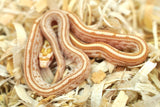 Load image into Gallery viewer, Male Butter Het Motley Corn Snake