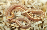 Load image into Gallery viewer, Male Butter Het Motley Corn Snake