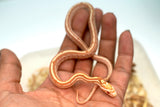 Load image into Gallery viewer, Male Butter Tessera Het Motley Corn Snake