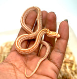 Load image into Gallery viewer, Male Butter Tessera Het Motley Corn Snake