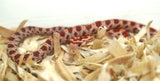 Load image into Gallery viewer, Male Ultra Het Hypo Caramel Corn Snake