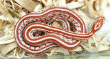 Load image into Gallery viewer, Female Ultramel Tessera Het Hypo Caramel Corn Snake