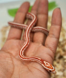 Load image into Gallery viewer, Female Ultramel Tessera Het Hypo Caramel Corn Snake