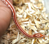 Load image into Gallery viewer, Female Ultramel Tessera Het Hypo Caramel Corn Snake