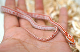 Load image into Gallery viewer, Female Ultramel Tessera Het Hypo Caramel Corn Snake