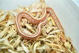 Load image into Gallery viewer, Female Butter Tessera Het Motley Corn Snake